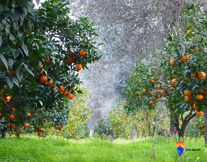 Продаю дом в поселке Приморском Гудаута - изображение 1